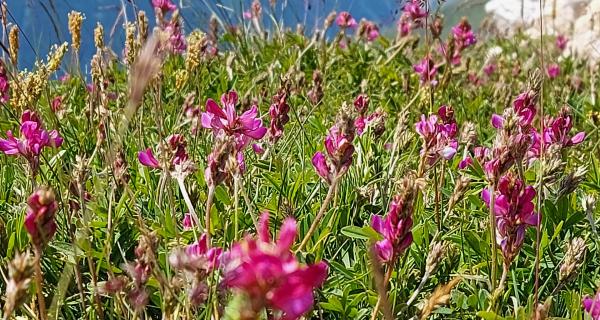 Apicoltura Fossati | Sambuco (CN)