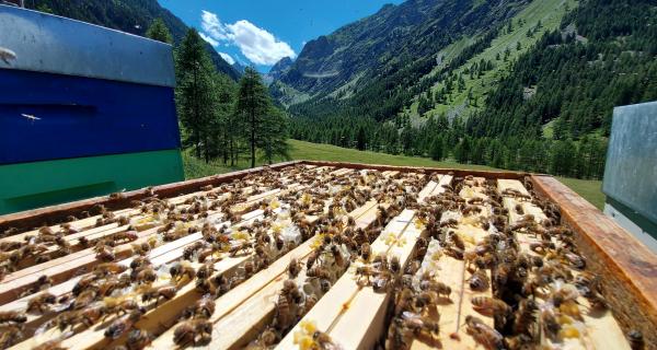 Apicoltura Fossati | Sambuco (CN)