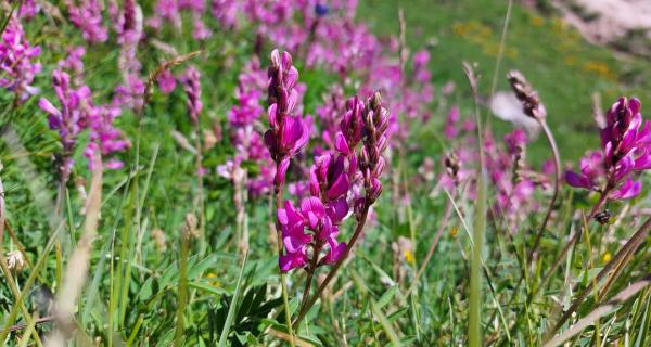 Apicoltura Fossati | Sambuco (CN)