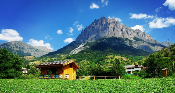 Apicoltura Fossati | Apiterapia